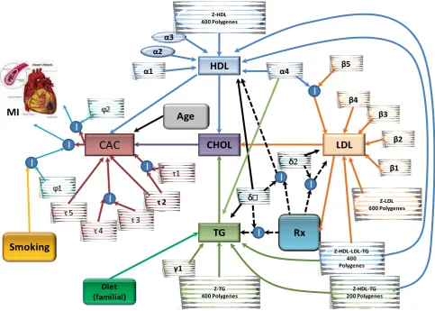 Figure 1The Genetic Analysis Workshop 16 Problem 3 diagram. Figure 1 shows simulated phenotypes emulating the lipiddomain (HDL, LDL, TG, and CHOL) and its contribution to cardiovascular disease risk (CAC and MI)
