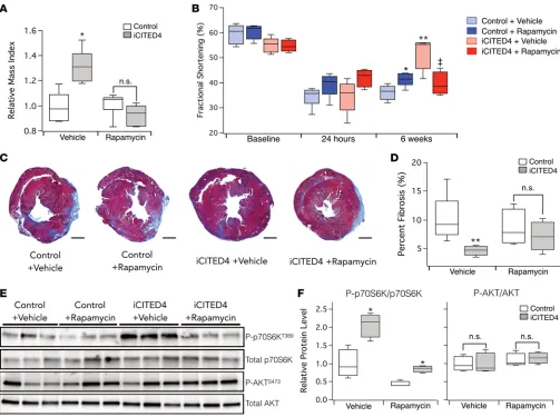 Figure 7. Treatment with rapamycin inhibits the development of physiologic cardiac hypertrophy and cardioprotection from ischemic injury induced by CITED4.4–6 animals per group