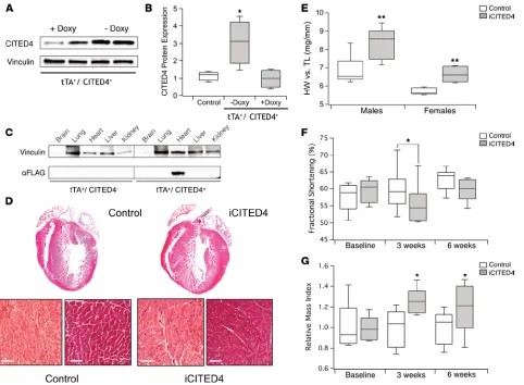 Figure 1. Cardiac expression of CITED4 produces physiological cardiac hypertrophy. (by Western blot from lysates from multiple tissues