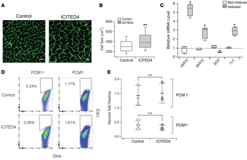 Figure 2. CITED4 expression for 2 weeks increases cell size but does not induce EdU incorporation of PCM1-positive cardiomyocytes at baseline