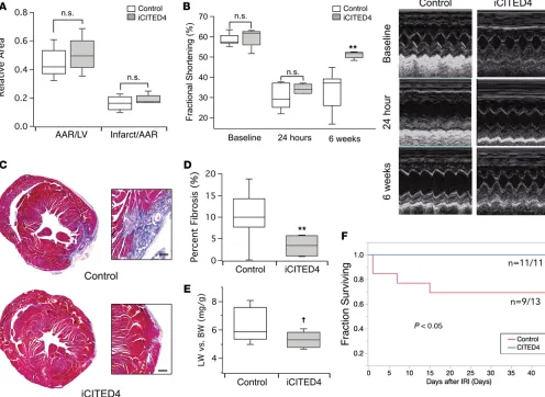 Figure 3. CITED4 improves cardiac remodeling after ischemia/reperfusion injury. (A) No change in infarct size at 24 hours after ischemia reperfusion injury (IRI) from transient ligation of the left anterior descending artery (LAD) as demonstrated by TTC st