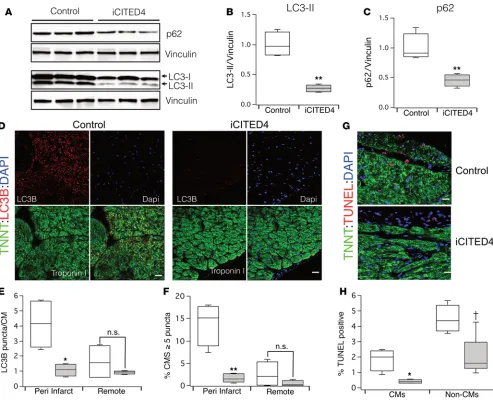 Figure 4. Modulation of autophagy with CITED4 expression 1 week after IRI. (samples as compared with iCITED4 transgenics