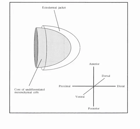 Figure 1.1Three dimensional, diagrammatic representation of a vertebrate limb bud consisting of a 