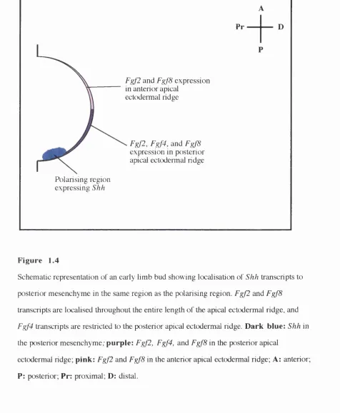 Schematic representation of an early limb bud showing localisation of Figure 1.4Shh transcripts to 