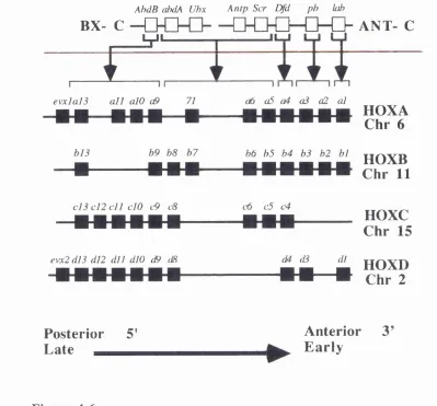 Figure 1.6Figure showing the structural organisation of the Drosophila HOM-C homeotic complex 