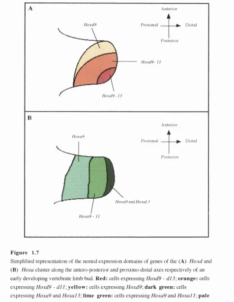 Simplified representation of the nested expression domains of genes of the (A) Figure 1.7Hoxd and 