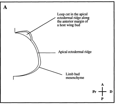 Figure 2.1Diagram of a stage 20 chick wing bud with a loop cut in the anterior apical ectodermal 