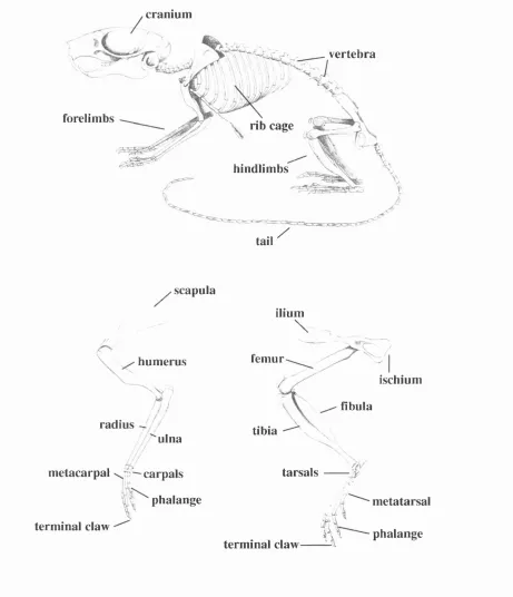 Figure 3.1Line drawings of the mouse skeleton and the bones of the forelimbs 