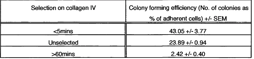 Table 4: Colony forming efficiency of cells selected on collagen IV.