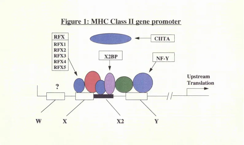 Figure 1: MHC Class II ^ene promoter