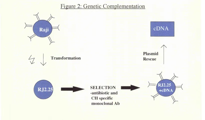 Figure 2: Genetic Complementation