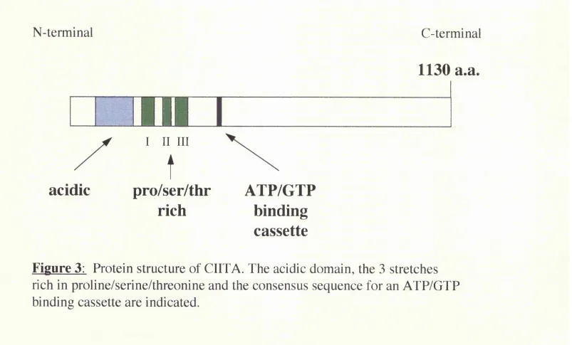 Figure 3: Protein structure of CIITA. The acidic domain, the 3 stretches 