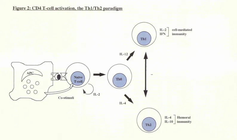 Figure 2: CD4 T-cell activation, the Thl/Th2 paradigm