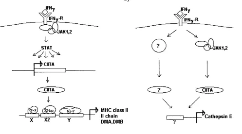 Figure 3.12 The role of CIITA in the induction of genes involved in antigen processing