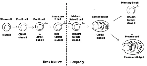 Figure 3.13 Stages of B cell development