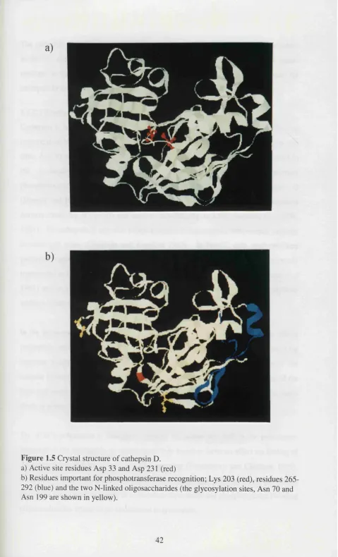 Figure 1.5 Crystal structure of cathepsin D.