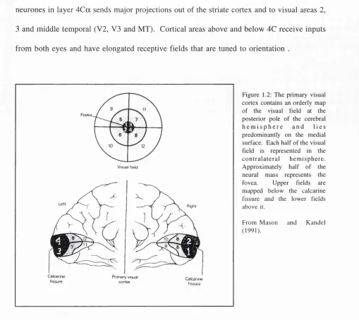 Figure 1.2: The primary visual 