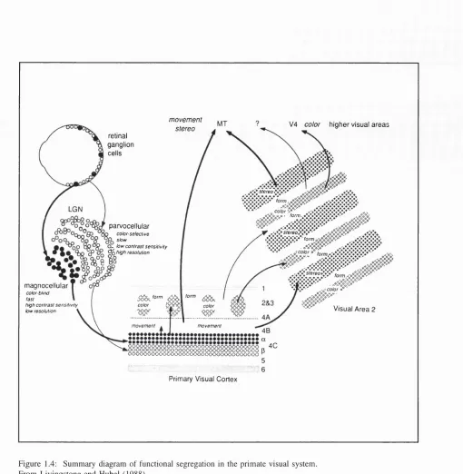 Figure 1.4: Summary diagram o f functional segregation in the primate visual system. From L ivingstone and Hubei (1988)