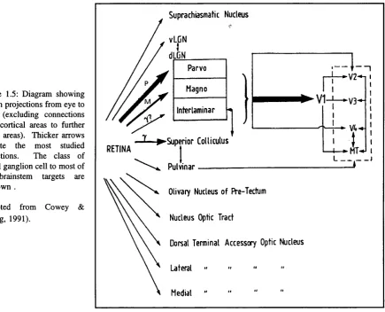 Figure 1.5: Diagram showing known projections from eye to brain (excluding connections from cortical areas to further visual areas)