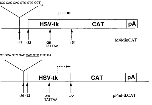 Figure 3.8 Comparison of the M4MinCAT and pPml-tkCAT reporters.