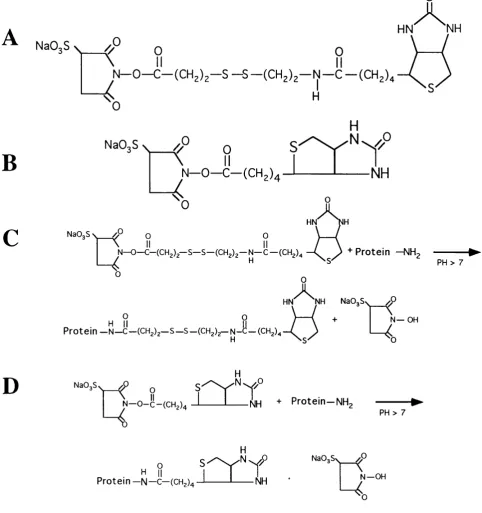 Figure 3.1 The structures of NHS-SS-biotin (A) and Sulfo-NHS-biotin (B), and schematic digrams of their reaction with a primary amine group (C,D).