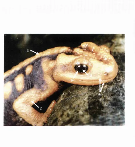Figure 1.1 Regeneration in the adult newt. Regenerative structures at the rostral end 
