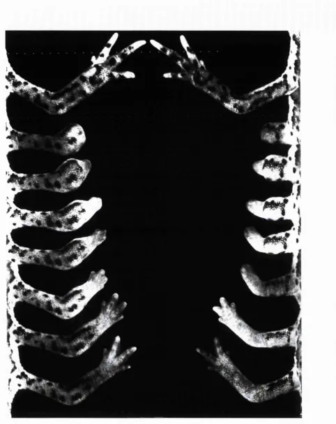 Figure 1.2 Regeneration o f the adult newt limb. Regeneration o f the forelimb o f a Red-spotted Newt {Notophthalmus viridescens) after amputation at distal (mid radius/ulna) or proximal (mid humerus) sites