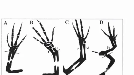 Figure 1.6 RA treatment proxi mail ses a distal blastema during limb regeneration. (A) Control regenerates show the normal skeletal pattern o f the hand follow ing amputation atthe wrist level (shown by line segment)