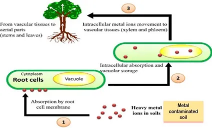 Figure 2.1:Graphical presentation of the movement of heavy metals in plants (adopted and manipulate16 