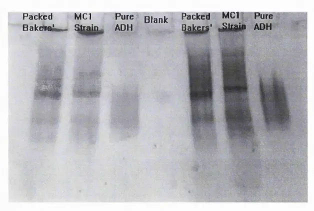 Figure 4.6: Native-PAGE comparison o f protein from Saccharomyces cerevisiae strain 