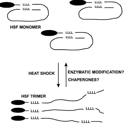 Figure 1.1.10a - HSF Trimérisation During Heat Shock (Lis and Wu, 1993)