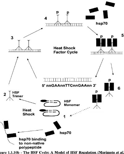 Figure 1.1.10b - The HSF Cycle; A Model of HSF Regulation (Morimoto et aU
