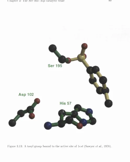 Figure A tosyl group bound to the active site of lest (Sawyer et ai., 1978).