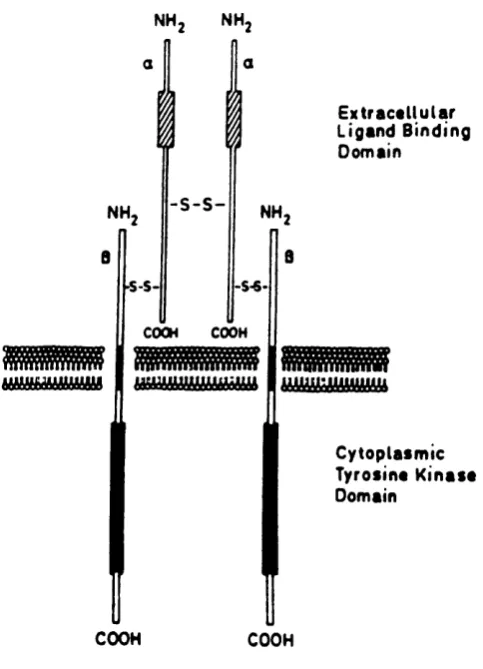 Fig. 1.1. Schematic representation of the transmembrane IGF-1 receptor. The 