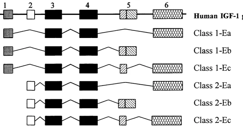 Fig. 1.6. Schematic of human IGF-1 gene (top row) which consists at least 6 exons 
