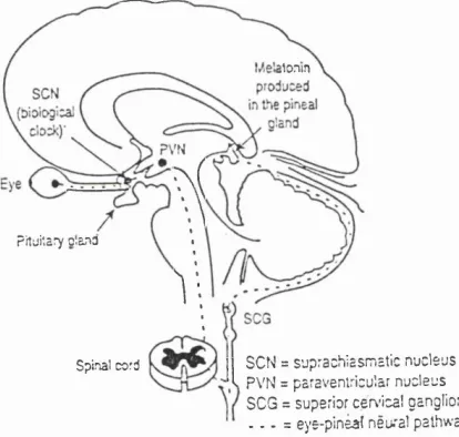 Fig. 1. Diagram of the human brain (midsaggital section), showing the neutral pathway 