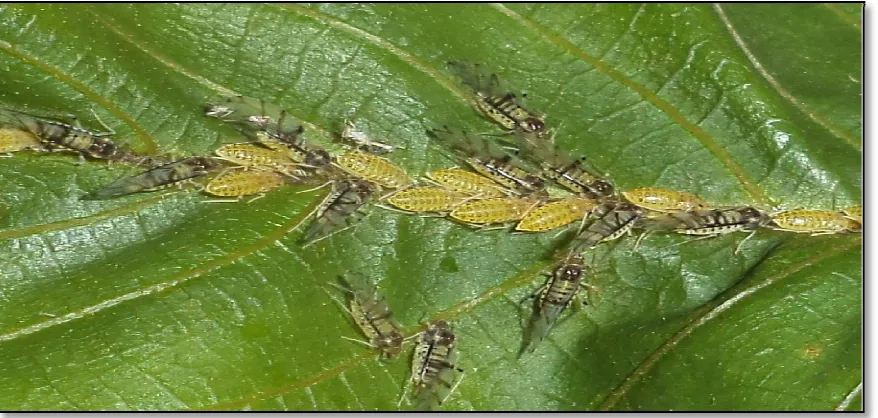 Fig. 3. P. juglandis exposed to honey dew of C. juglandicola 