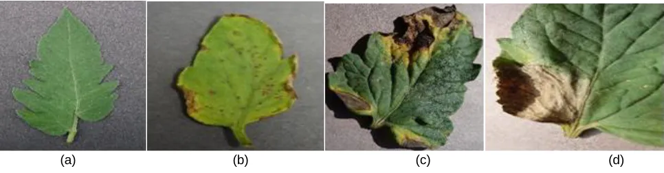 Figure 1: a) Healthy leaf of tomato b) Tomato with pathogen area c) Early blight d) Late blight e) Leaf mold f) Septoria leaf spot g) Two spotted spider mite compared their performance with traditional algorithms like 