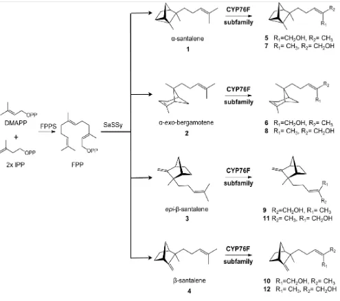 Figure - 12: Schematic biosynthetic pathway for santalols and bergamotol in sandalwood76