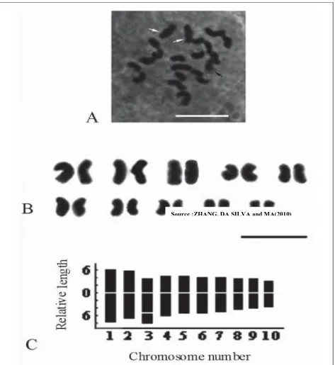 Figure - 12: Somatic metaphase chromosomes (A), karyogram (B), and idiogram (C) of the diploid S