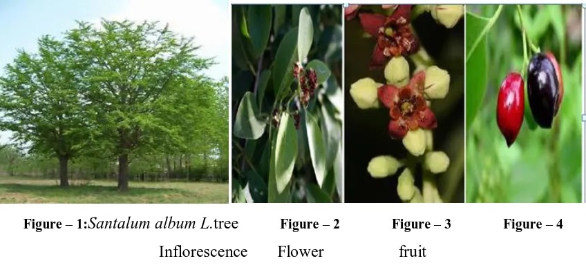 Figure – 1:Santalum album L.tree          Figure – 2               Figure – 3               Figure – 4 