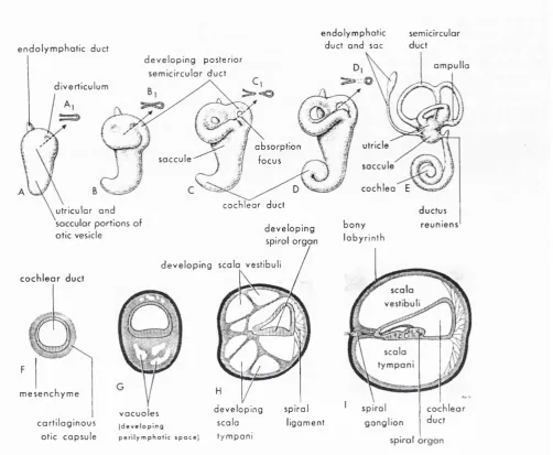 Figure 1.3. Development of the membranous and bony labyrinths of the Inner ear from the 5th to 8th weeks