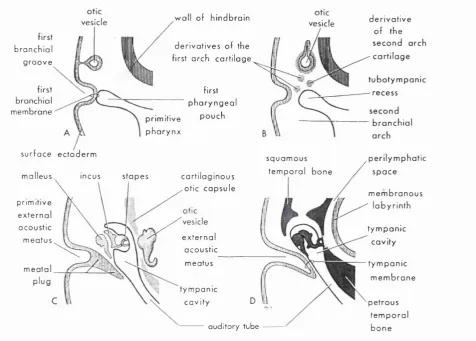 Figure 1.5. Development of the middle ear.