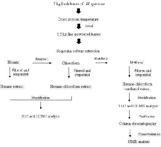 Figure 2. Schematic diagram of a successive mitragynine extraction using solvent with different polarities (i.e., hexane, chloroform and methanol)