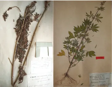 Figure 6. Type specimens of C. sativa subsp. indica var. asperrima. Lectotype on left (a), epitype on right (b).