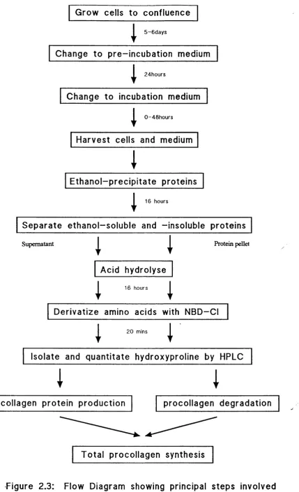 Figure 2.3: Flow Diagram showing principal s t e p s  involved in ass e s s in g  procolllagen metabolism in vitro