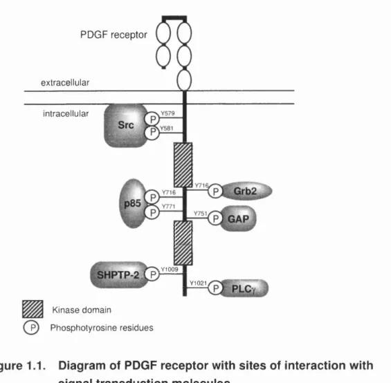 Figure  1.1.  Diagram  of  PDGF receptor with sites of interaction with  signal transduction  molecules.