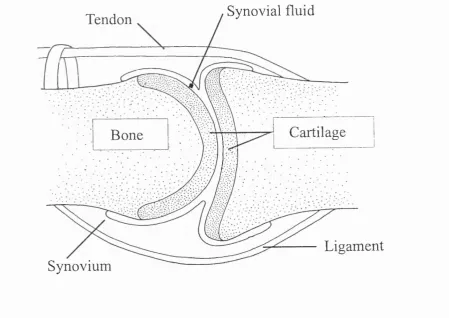 Figure 1.1. A synovial joint
