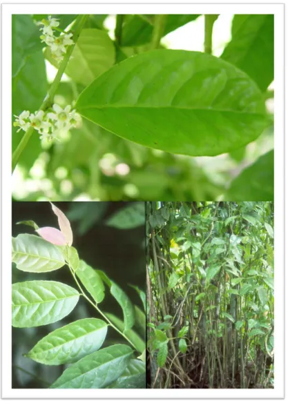 Figure 1. Flowers, leaves and steams of Ilex guayusa (27). 