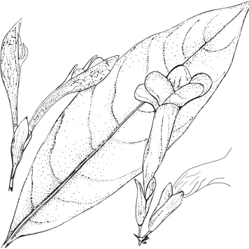 Figure 5. Spathacanthus hoffmannii Lindau. Image modified from Durkee (1986) Flora Costaricensis, No
